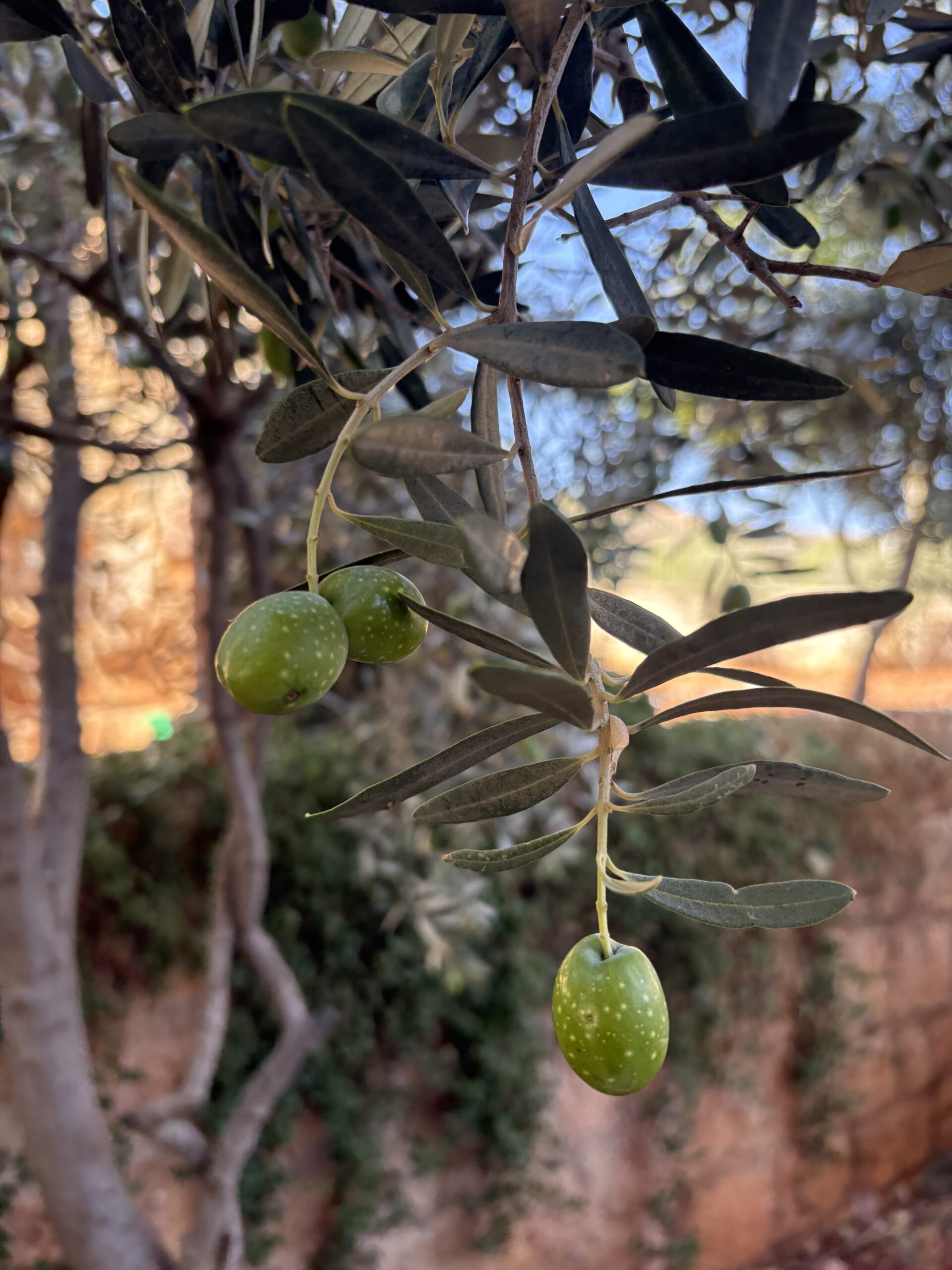 Olive tree branch with olives